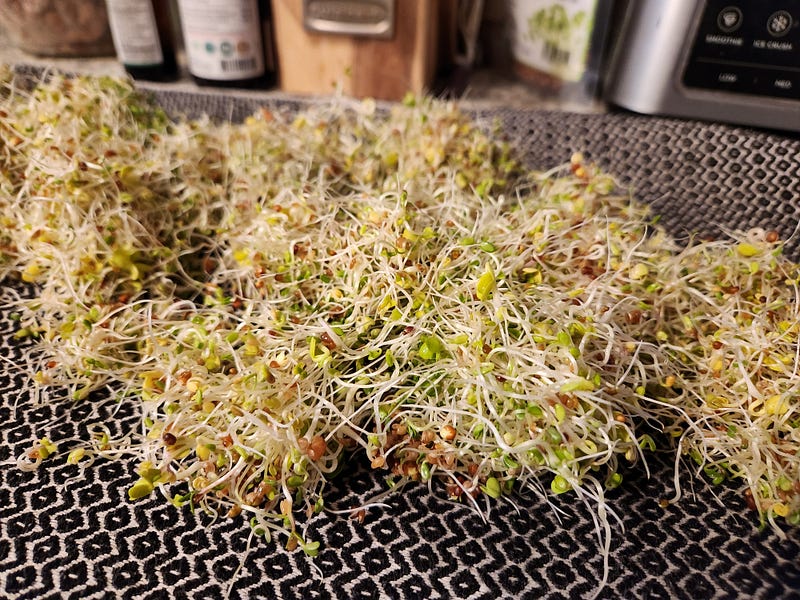 Sprouts Galore!