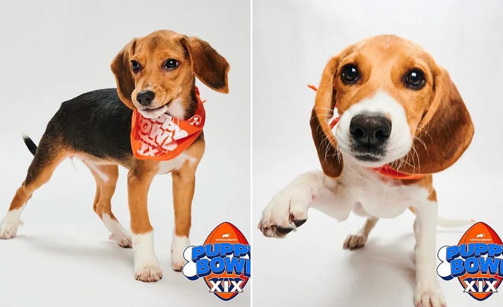 Two Beagles rescued from Fauci-funded torture facilities will compete in Puppy Bowl