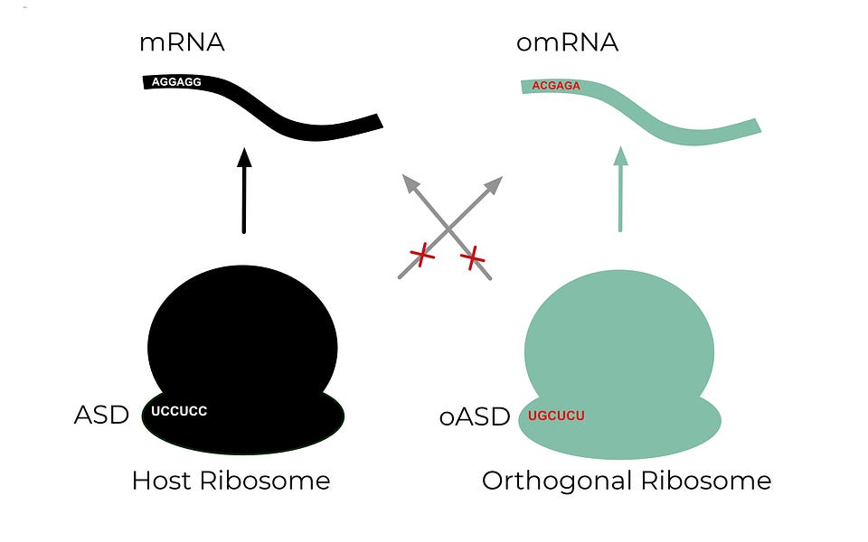 My PhD project was inspired by a paper from Jason Chin’s lab where they  evolved the ribosome, called “RiboQ”, to work better with four-base cod