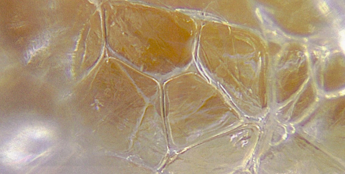 The structure created by liquid crystalline water has fascinating physiologic effects.
https://amidw...