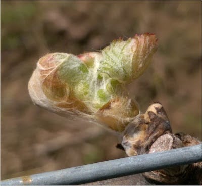 Amalie Robert Estate Vintage Update: Bud Break 2019