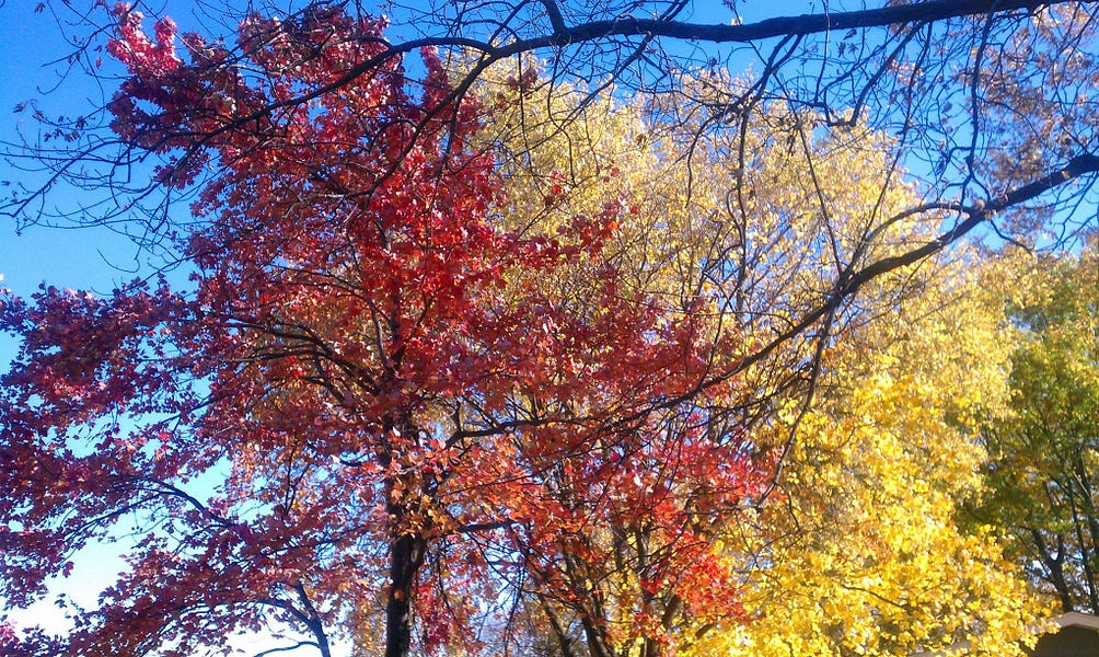 I'm Up for a Challenge by Gina Blitstein