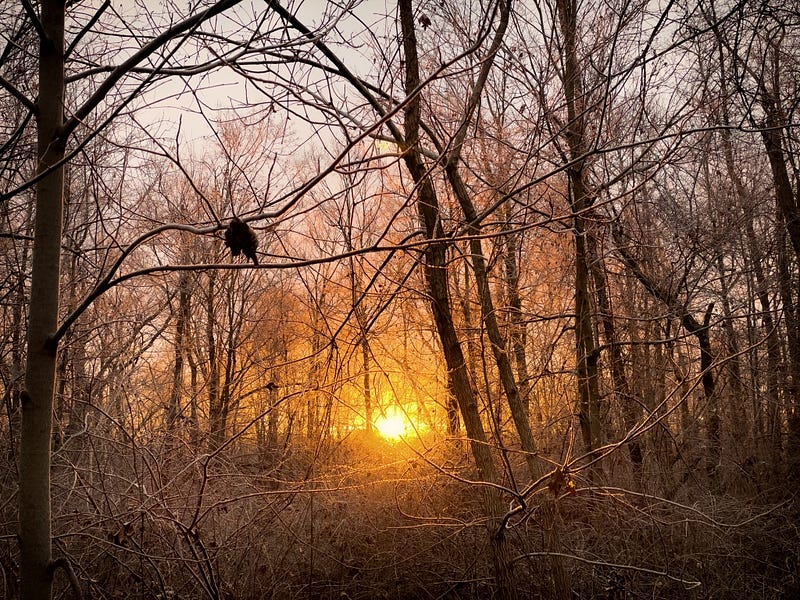 BIAY Exodus 3 Burning Bush by Edward Goode