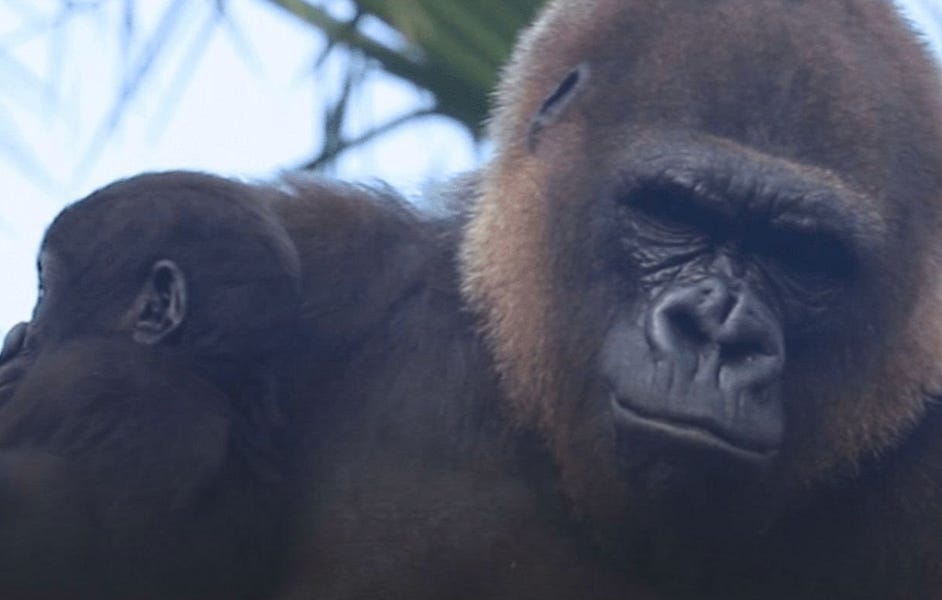 Throwing people (and now a gorilla) under the bus