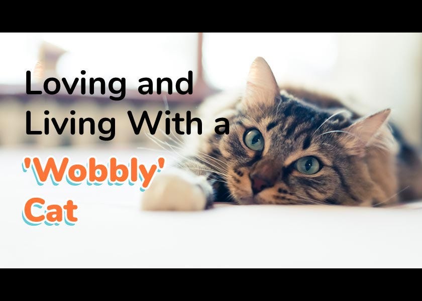 What Is Wobbly Cat Syndrome? by Dr. Karen Shaw Becker