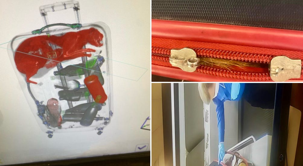 Do pets belong on planes? by Christopher Elliott