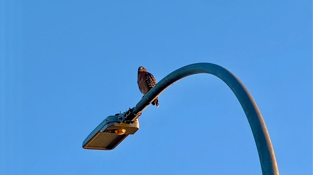 The Fox and the Hoover Hog by Christopher Brown