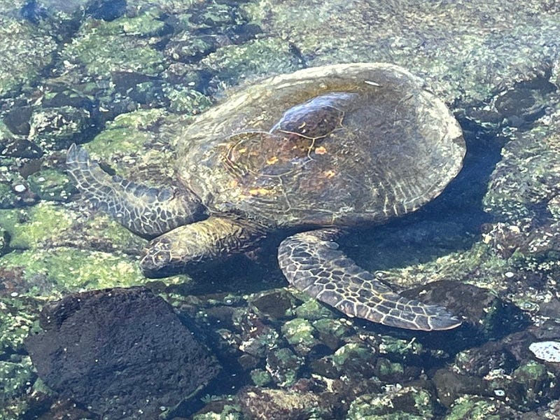 Social Wellness - by Janice Walton - Aging Well News