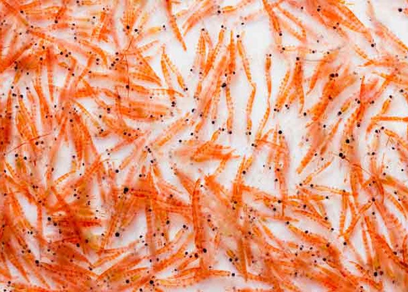 Astaxanthin The Super Antioxidant That Comes From the Ocean