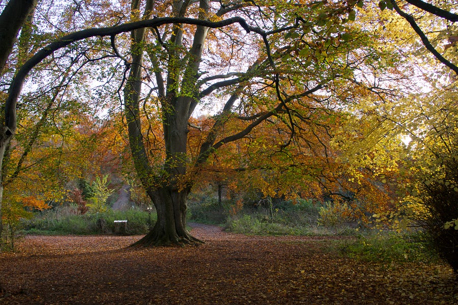 The Woods Were My Playground by Alan Williams