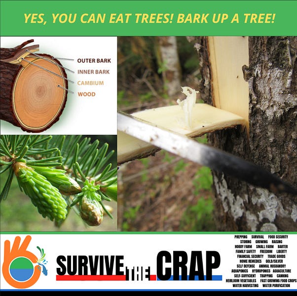 You Can Eat Trees! Really, Bark Up A Tree!