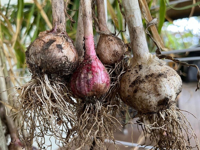 Garlic Underground by Lyn Davey Little Things