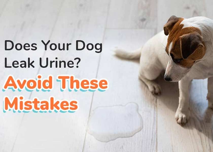 Does Your Dog Leak Urine? Avoid These Mistakes