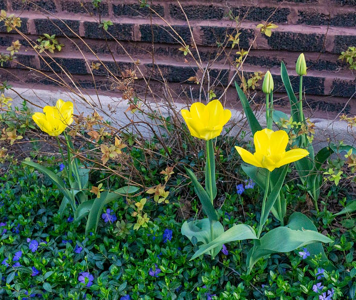 The Radish En Francais by Bob Benenson Local Food Forum