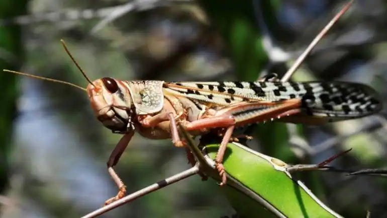 On Locusts and War - by Elliott - Revelation of Fire