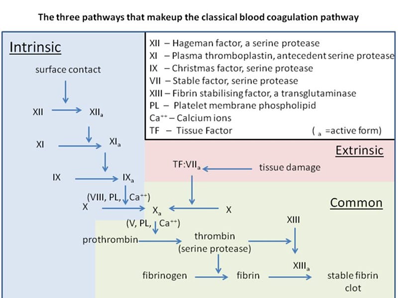 Labs for workup of easy bleeding or bruising