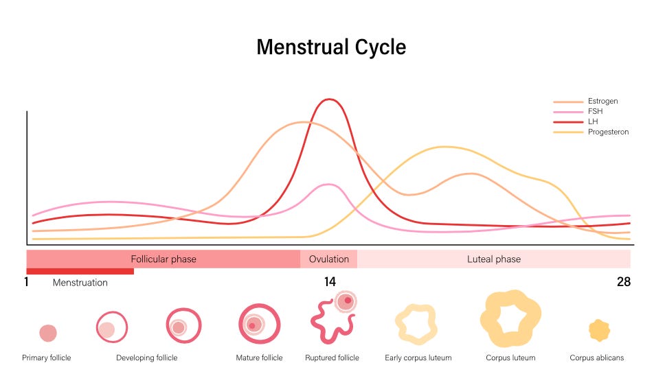 Why Luteal Phase Length Matters By Danielle Kepics 