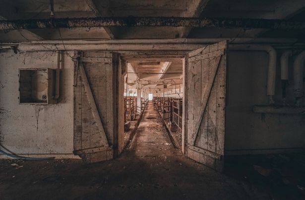 Abandoned slaughterhouse left to rot after thousands of 'modified' pigs  were butchered - Daily Star