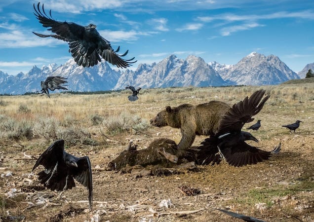 Bear and ravens on carcass. One of my favourite photos from the National Geographic display at the Canadian National Exhibition in Toronto this summer.