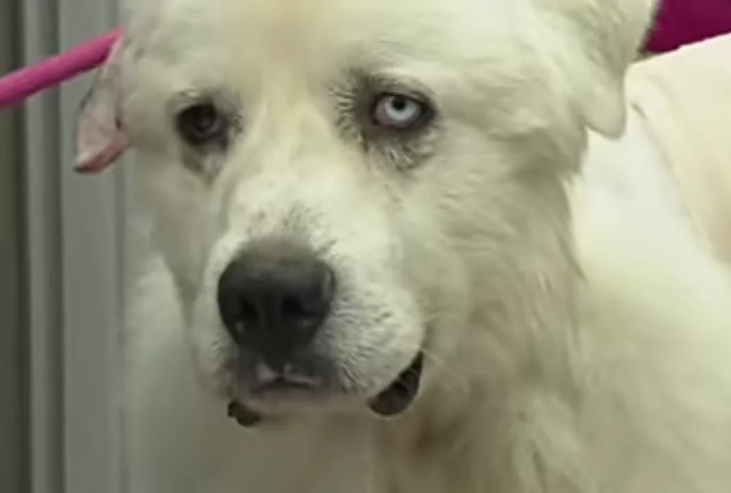 d787beb4-cc5a-4f53-b547-cd775eec06df_106