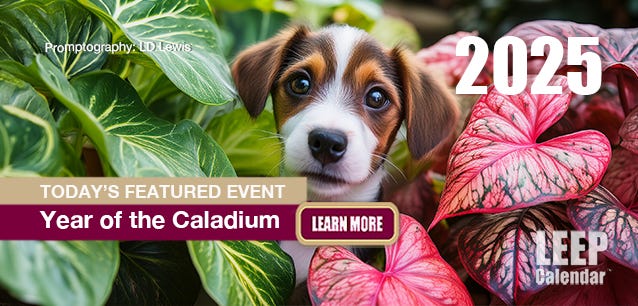 Caladium are prized for their bright colors and versatility—Promtography LD Lewis