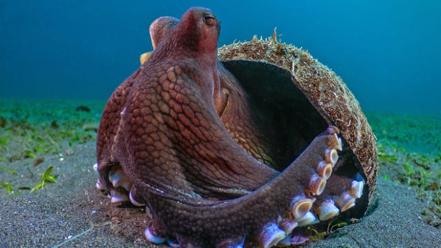 Apple TV+ will feature never-before-seen footage of rare and remarkable animal behaviors like this veined octopus in “The Secret Lives of Animals,” debuting December 18, 2024. Apple TV+ will feature never-before-seen footage of rare and remarkable animal behaviors like this veined octopus in “The Secret Lives of Animals,” debuting December 18, 2024.