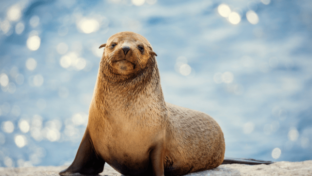 Apple TV+ will feature never-before-seen footage of rare and remarkable animal behaviors like this fur seal in “The Secret Lives of Animals,” debuting December 18, 2024. Apple TV+ will feature never-before-seen footage of rare and remarkable animal behaviors like this fur seal in “The Secret Lives of Animals,” debuting December 18, 2024.