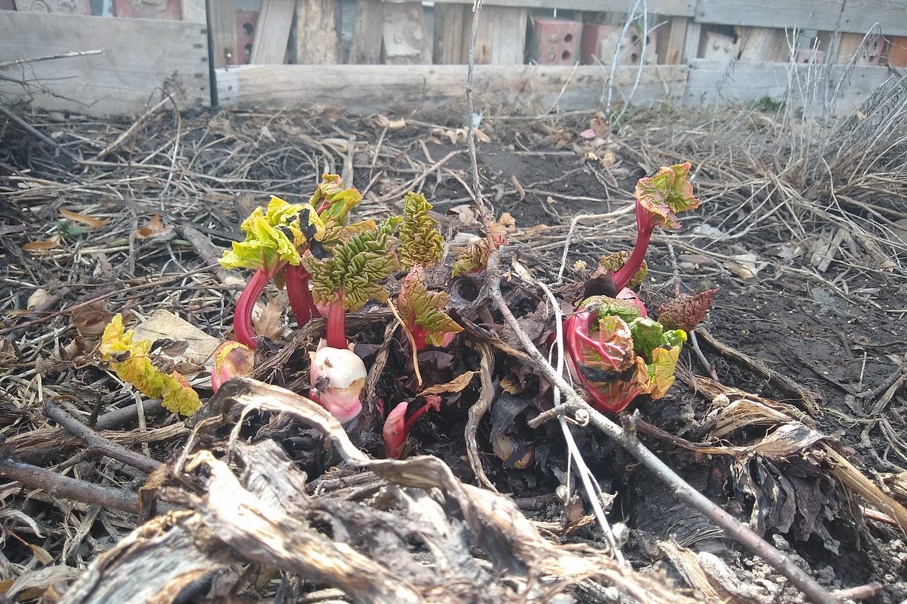 Ronan Farmers Market Substack