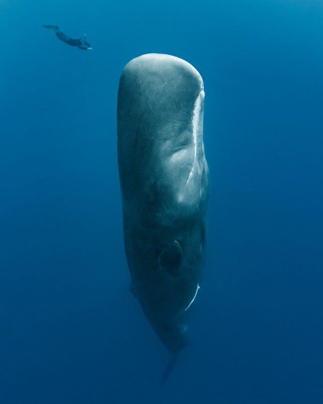 A diver descends toward the head of a sperm whale swimming perpendicular to the surface.