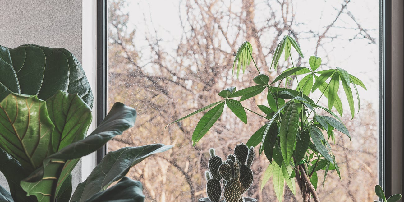 How to help your houseplants through a heatwave