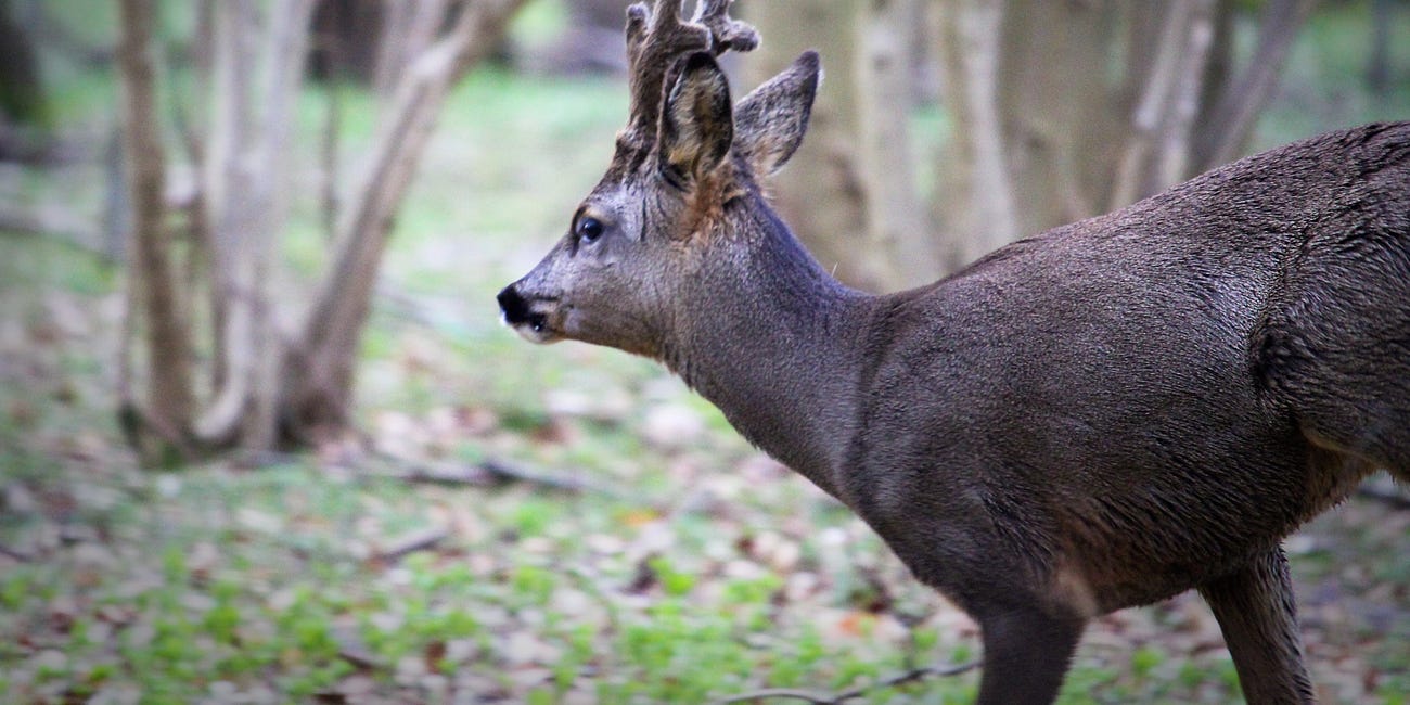 How the pandemic galvanised a town to fight to save its woodland