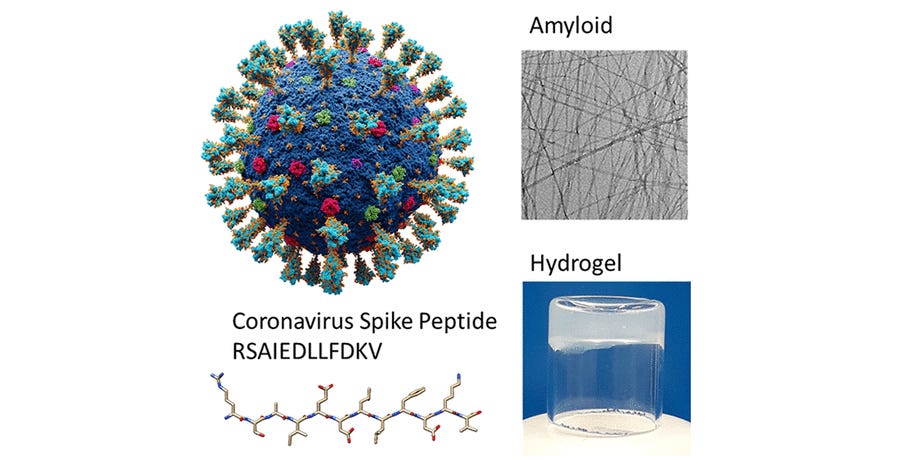 Amyloid and Hydrogel Formation of a Peptide Sequence from a Coronavirus Spike Protein