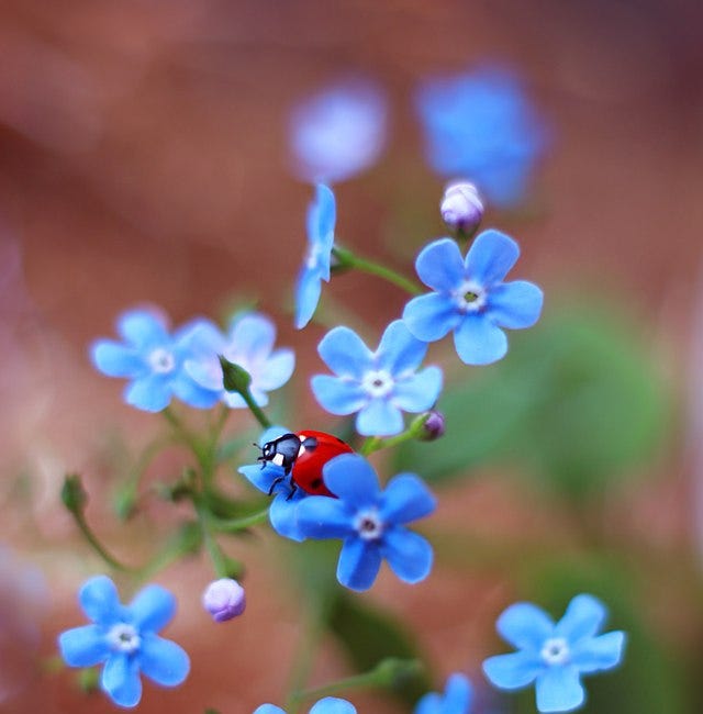 The Forget Me Not