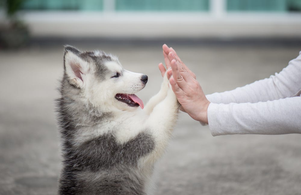 How Pet Loving are Victorian Strata Buildings?