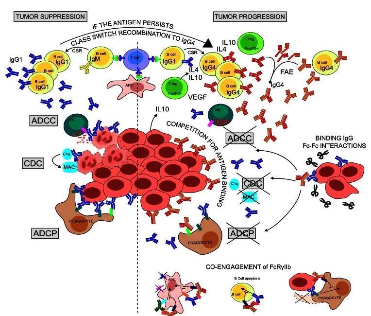 IgG4 and cancer - a mechanism of action for cancer relapse and onset