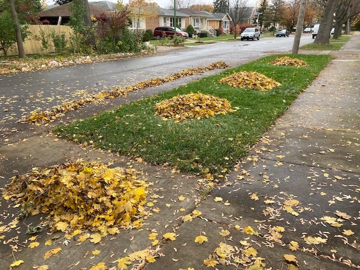 Leave the leaves, Chicago 