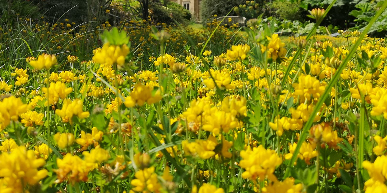 Smaller-Scale Rewilding - an Introduction