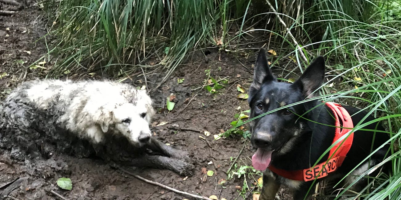 Tino Finds Puppy