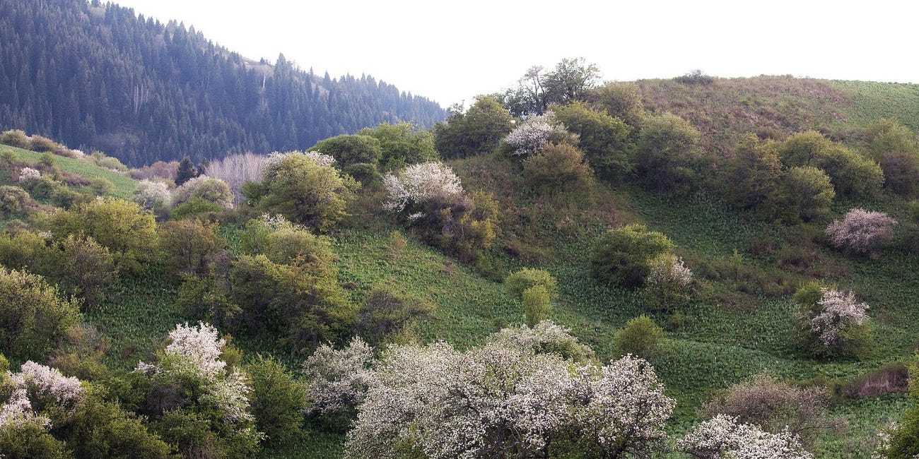 The Wild Apples of the Tian Shan Mountains