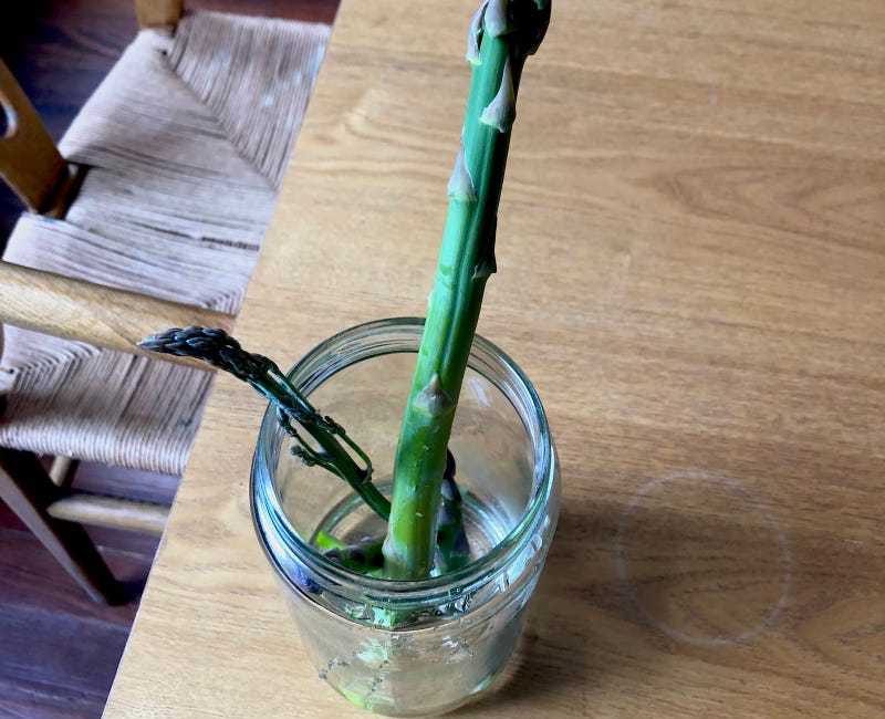 This fall, plant the lazy gardener's vegetable: asparagus