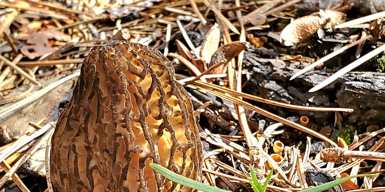 How-To: Scout and Hunt Burn Morels