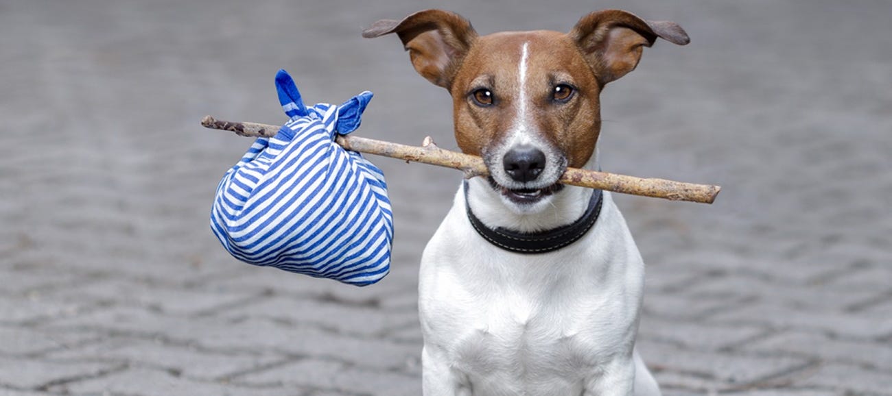 Another Dog Gets Lost in the NSW Strata Pet Wilderness