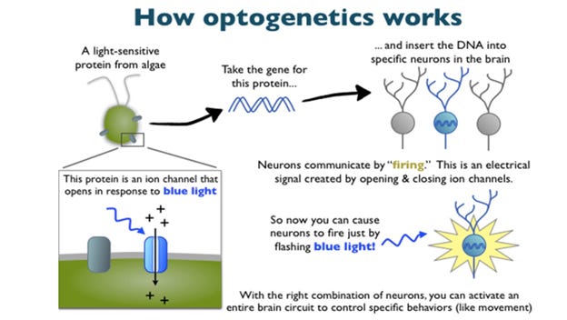 Understanding Gene Editing Via Optogenetic Systems Luciferase, Nanoparticles like Graphene Oxide, Polyethylene Glycol in C19 Shots and Their Potentially Unconsidered Mechanisms of Action. 
