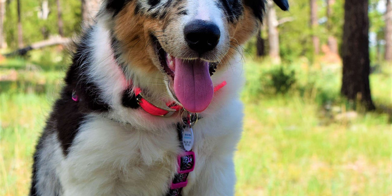 Are 'dogs' real?
