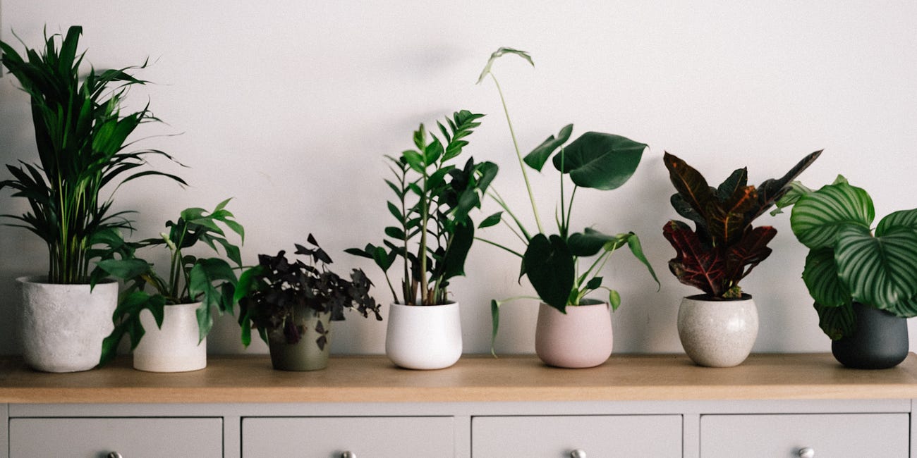 What to do with your houseplants when you go on vacation