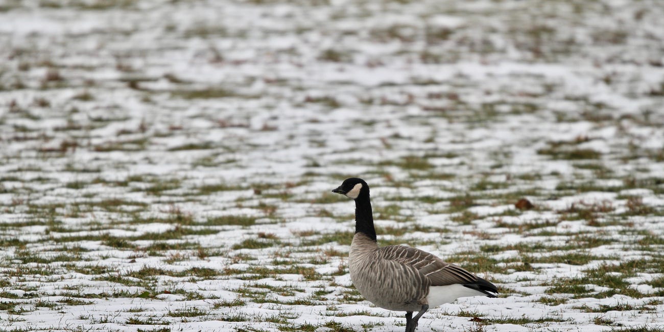Identifying a Cackling Goose is far from a trivial pursuit