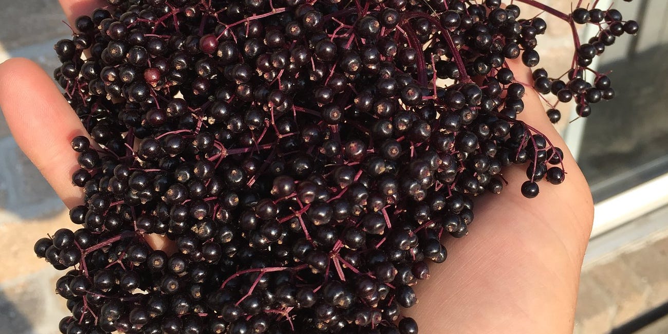 Endless Elderberries and a sneak peak of our Exponential Immunity Elderberry Syrup recipe