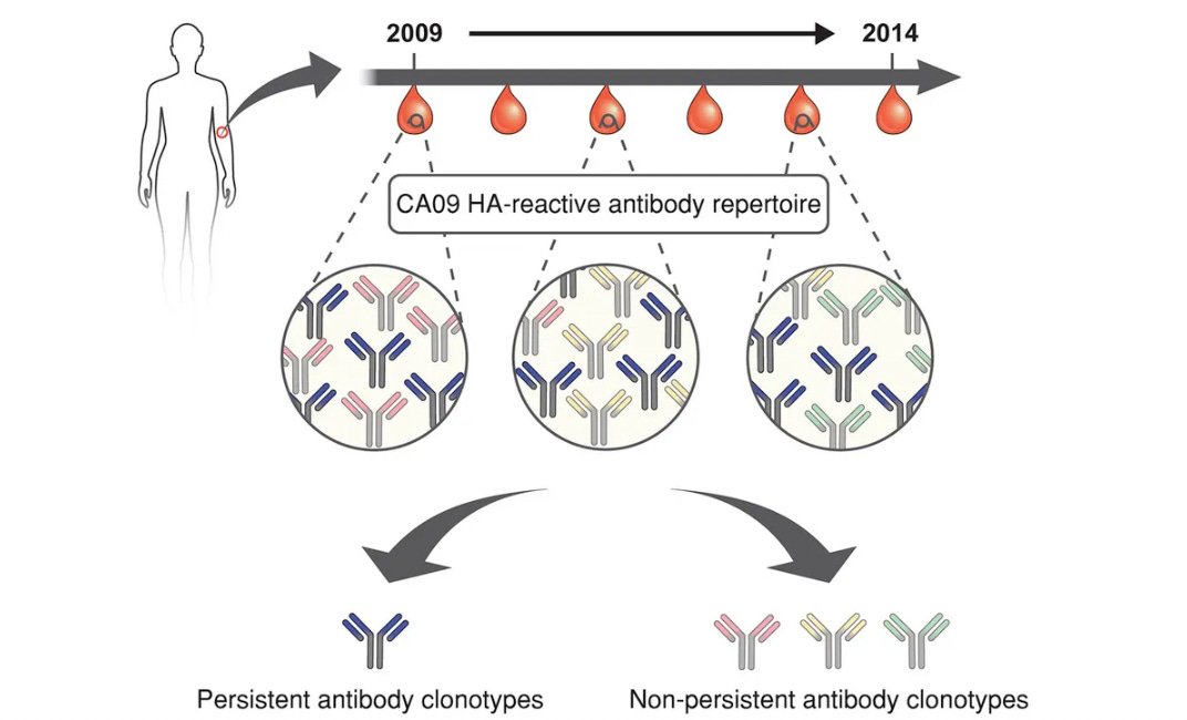 Immune Imprinting, Comirnaty and Omicron (part 1)