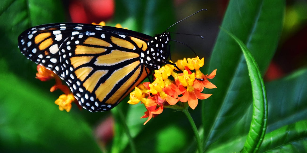 butterflies and april