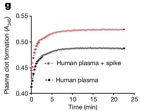 Spike-Proteine vernetzen Fibrinogen